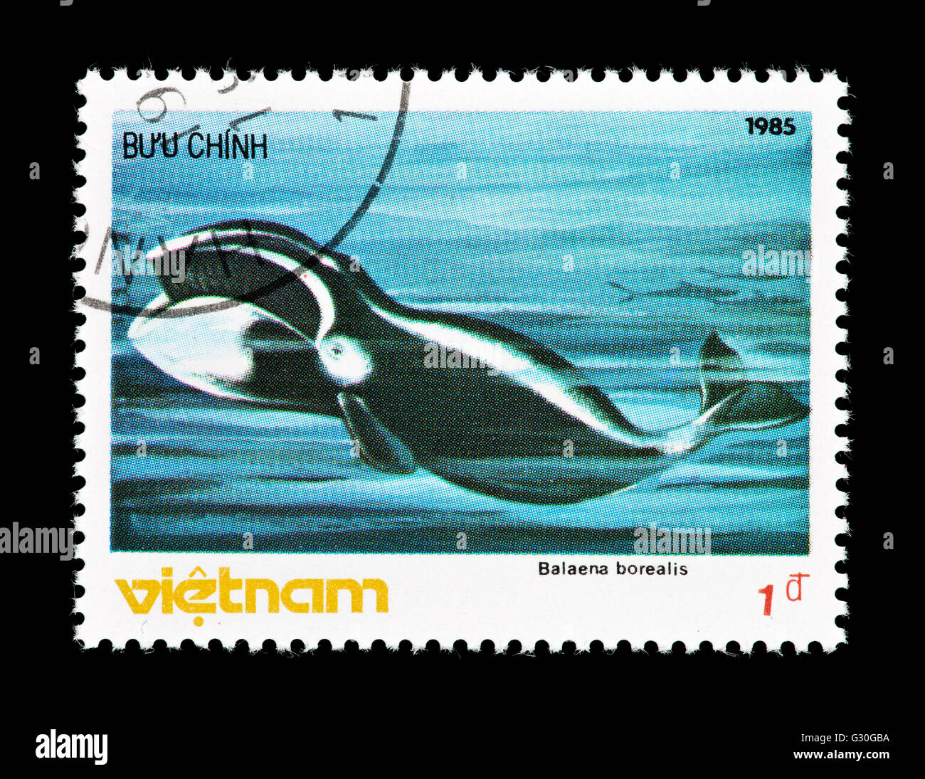 Timbre-poste du Vietnam représentant un rorqual boréal (Balaenoptera ...