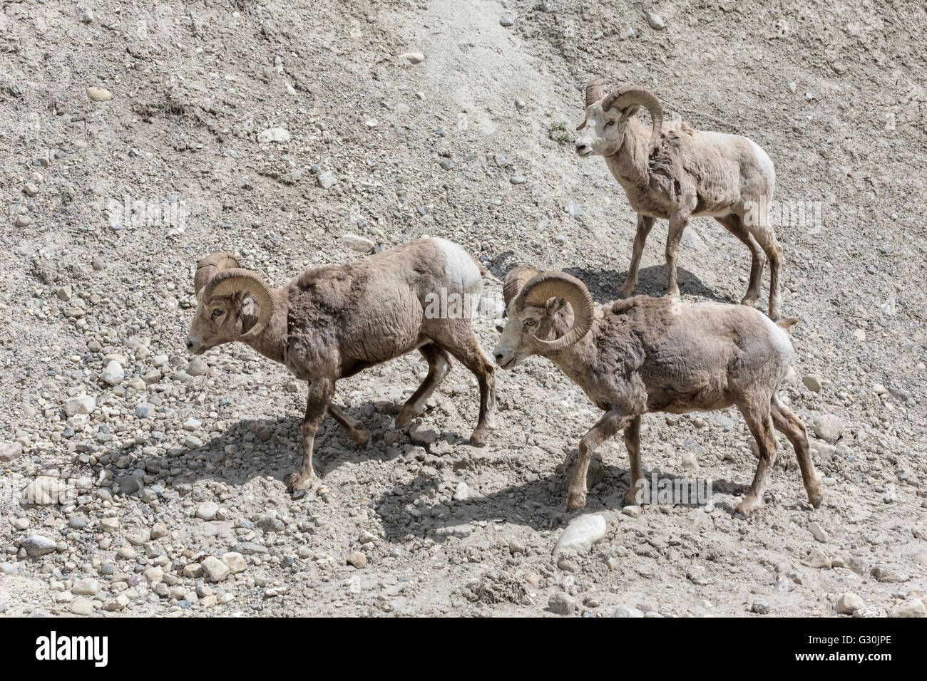 Mouflons - ram group Banque D'Images