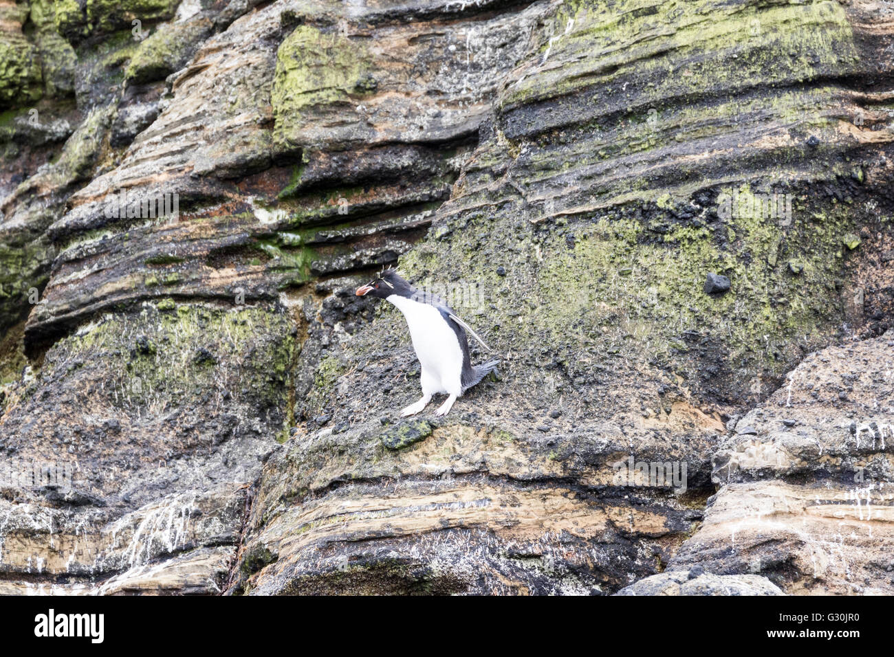 Rockhopper Penguin à l'Est de l'île des antipodes, Nouvelle Zélande îles subantarctiques Banque D'Images