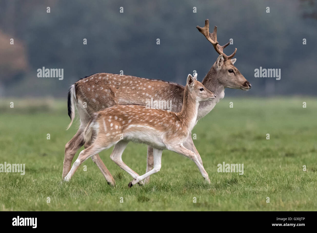 Le daim - young buck et doe Banque D'Images