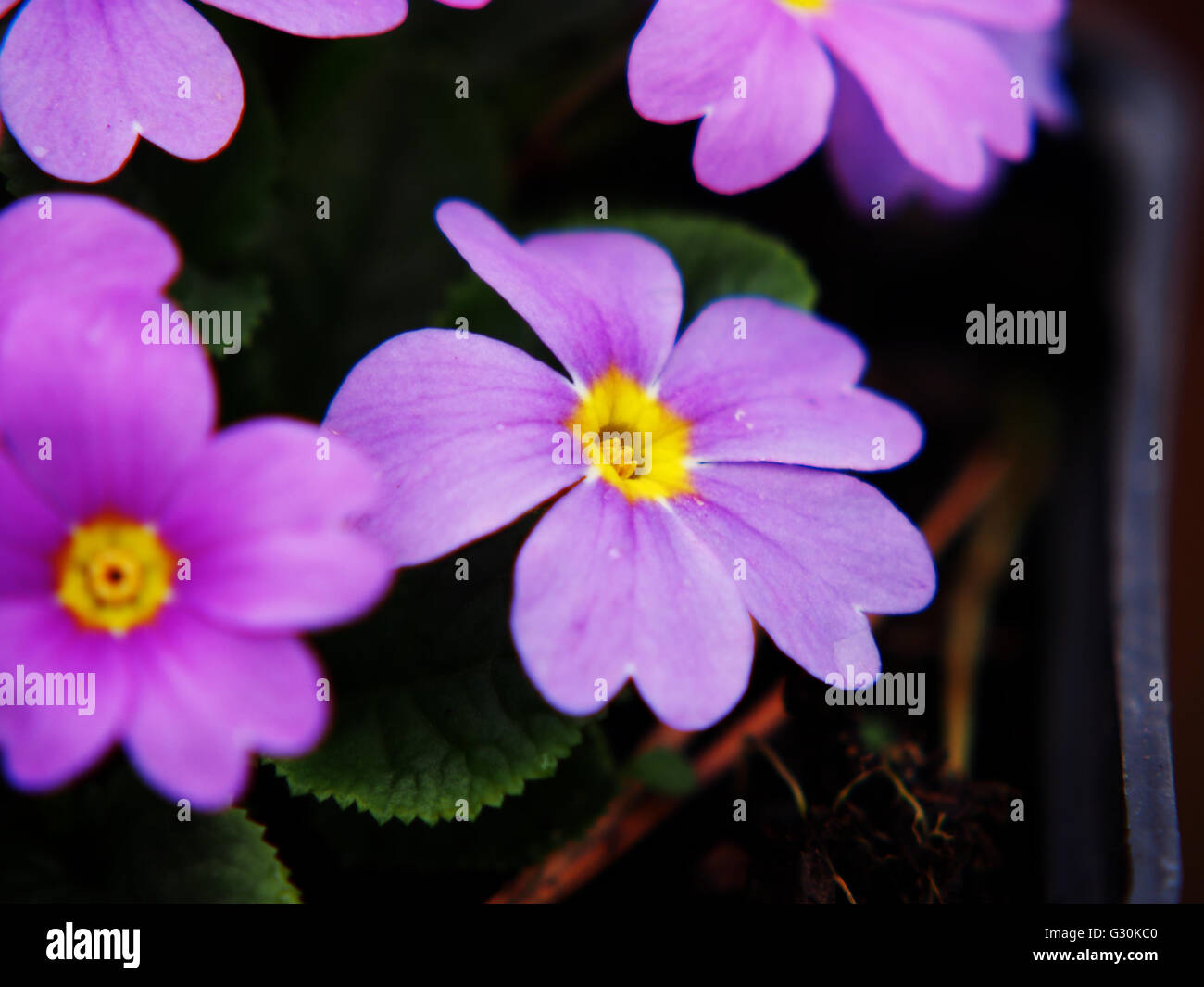 Julia - primrose Primula juliae Banque D'Images