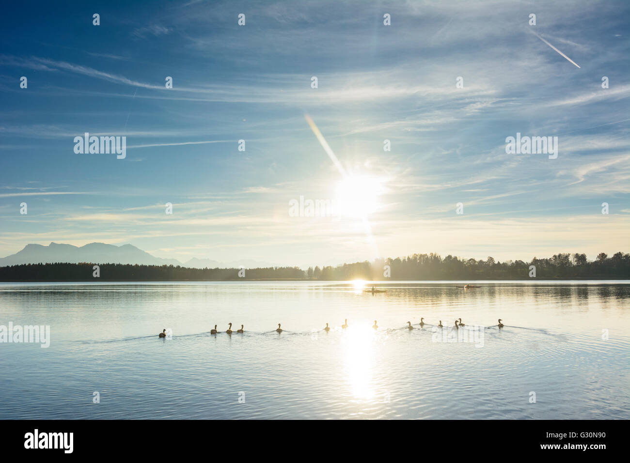 Chiemsee avec canards , les canoéistes et les Alpes en arrière-plan, l'Allemagne, Bavière, Bayern, Oberbayern, Chiemsee, Upper Bavaria, Chiem Banque D'Images