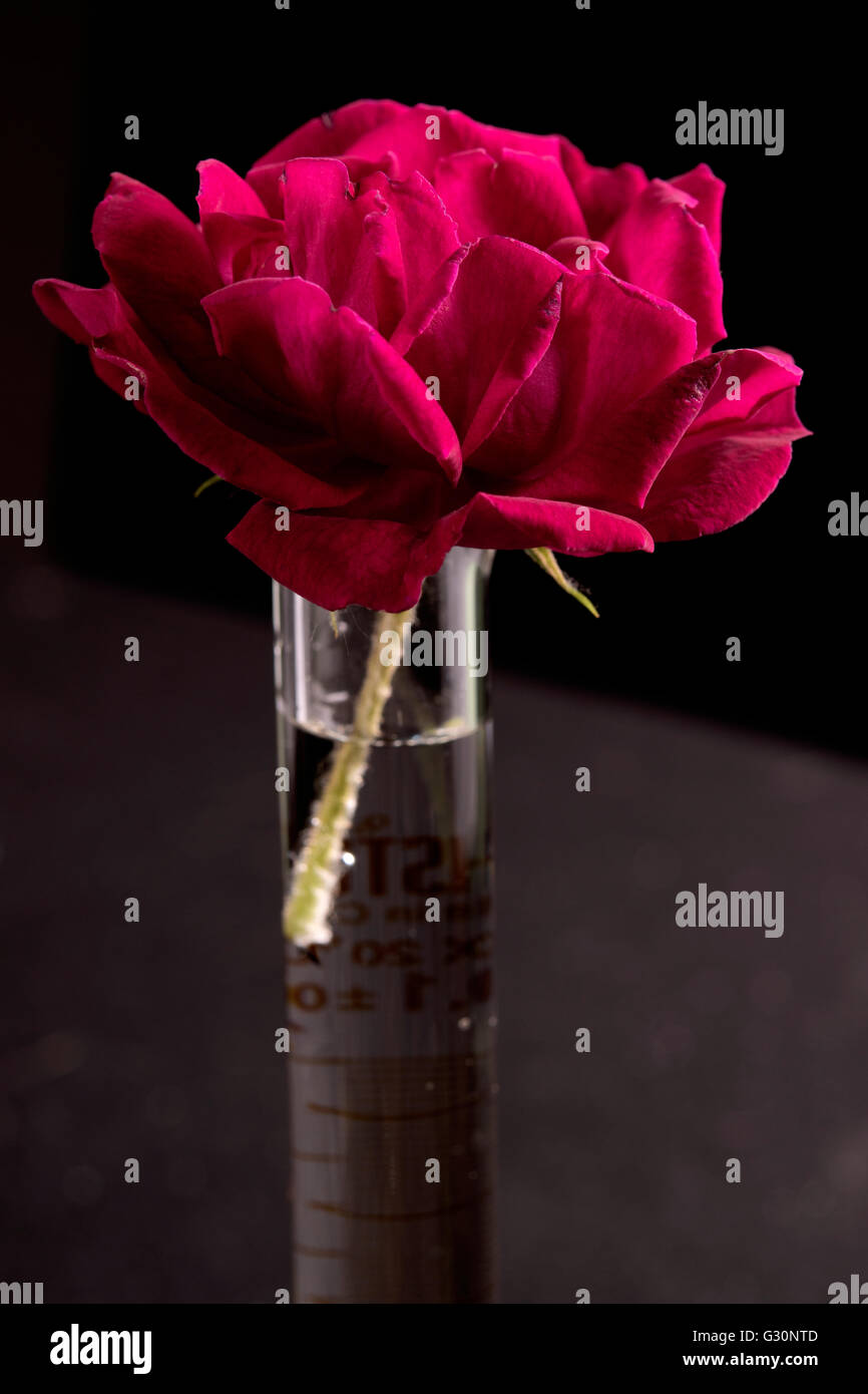 Rose rouge in test tube Banque D'Images
