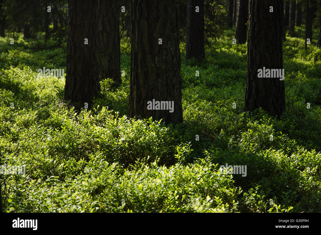Détail avec la masse vert luisant dans une forêt de conifères Banque D'Images
