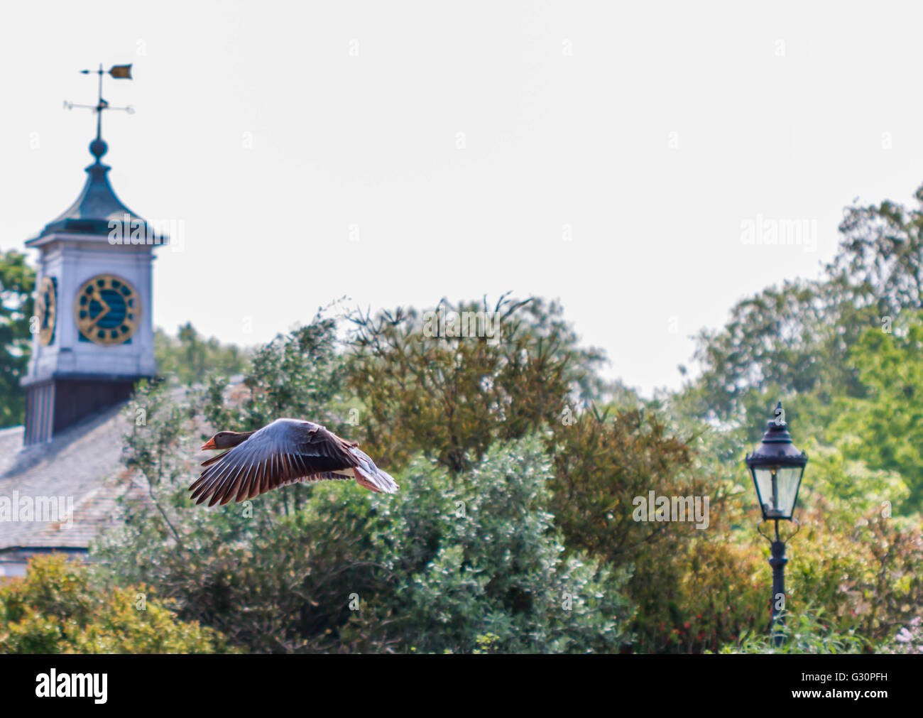 Oie cendrée arrivant sur la terre pendant la Serpentine de Hyde Park London Banque D'Images