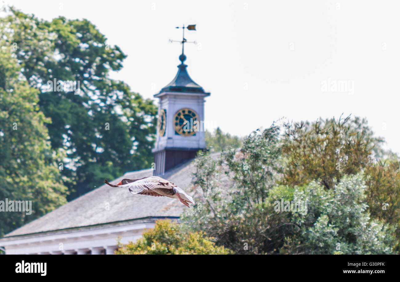 Oie cendrée arrivant sur la terre pendant la Serpentine de Hyde Park London Banque D'Images