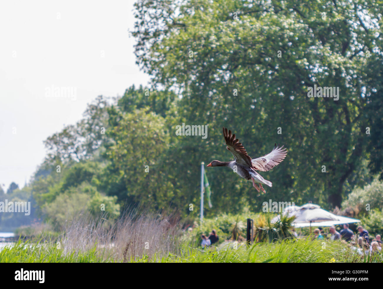 Oie cendrée arrivant sur la terre pendant la Serpentine de Hyde Park London Banque D'Images