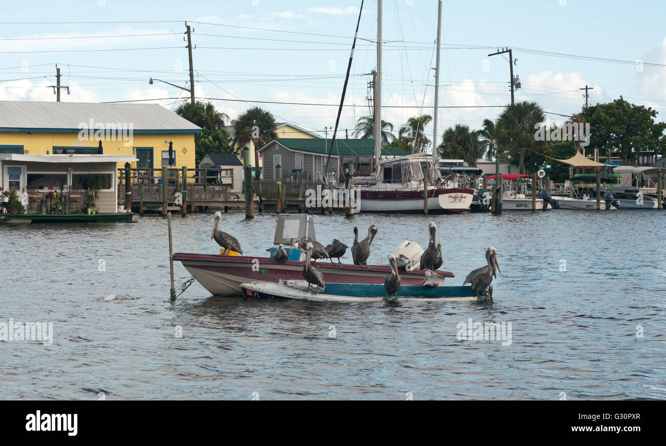 Un groupe de pélicans vous détendre sur un petit bateau dans une marina de Fort Myers Beach, Floride, USA. Banque D'Images