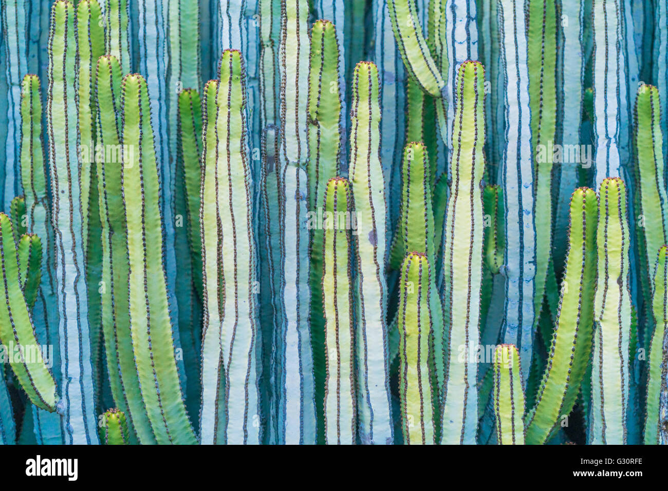 Vue détaillée de l'cactus cardon en été avec de riches couleurs turquoise et vert bleu tourné en Mexique AMÉRIQUE DU SUD Banque D'Images