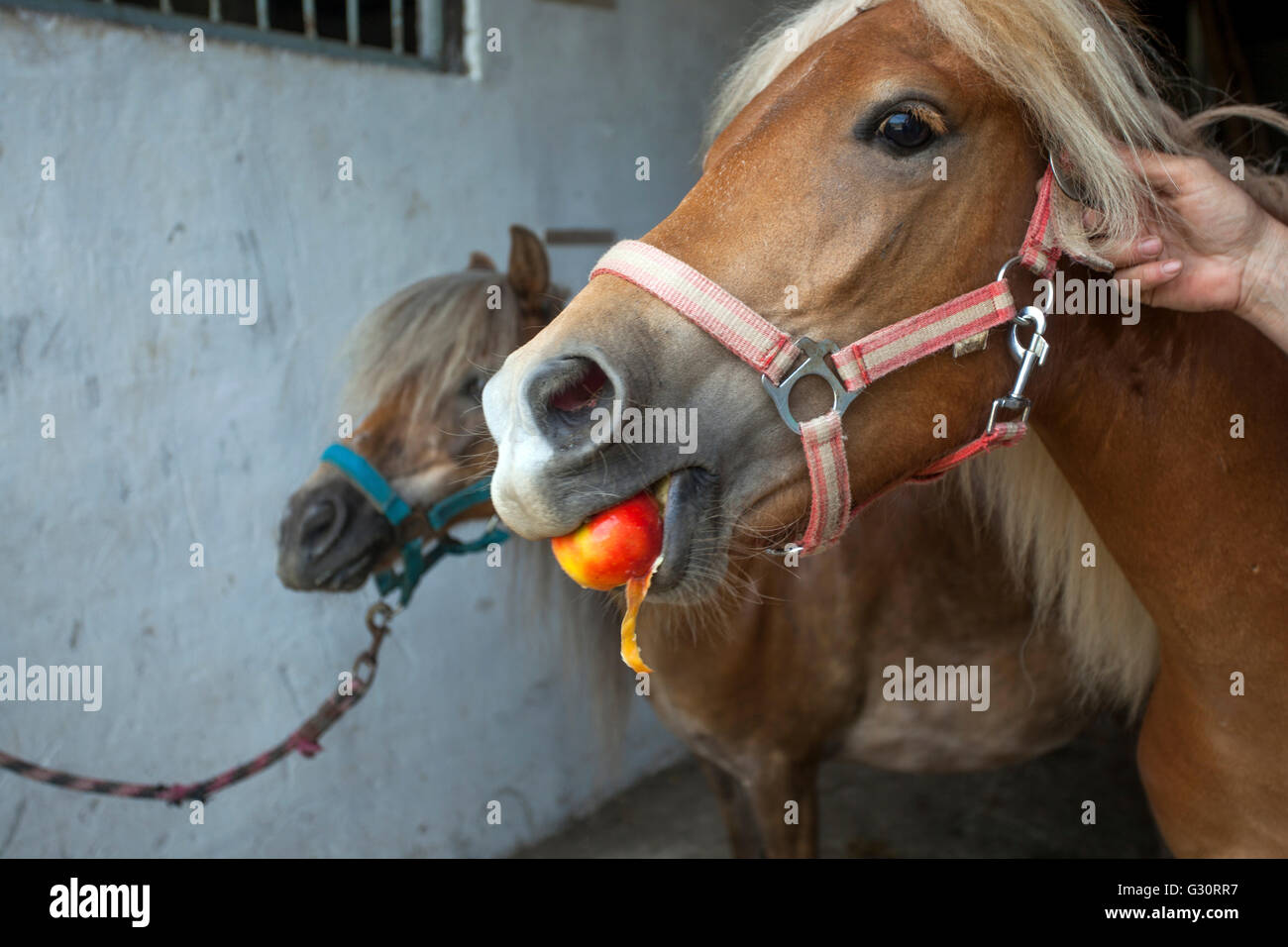 Nourrir un cheval un apple Banque D'Images