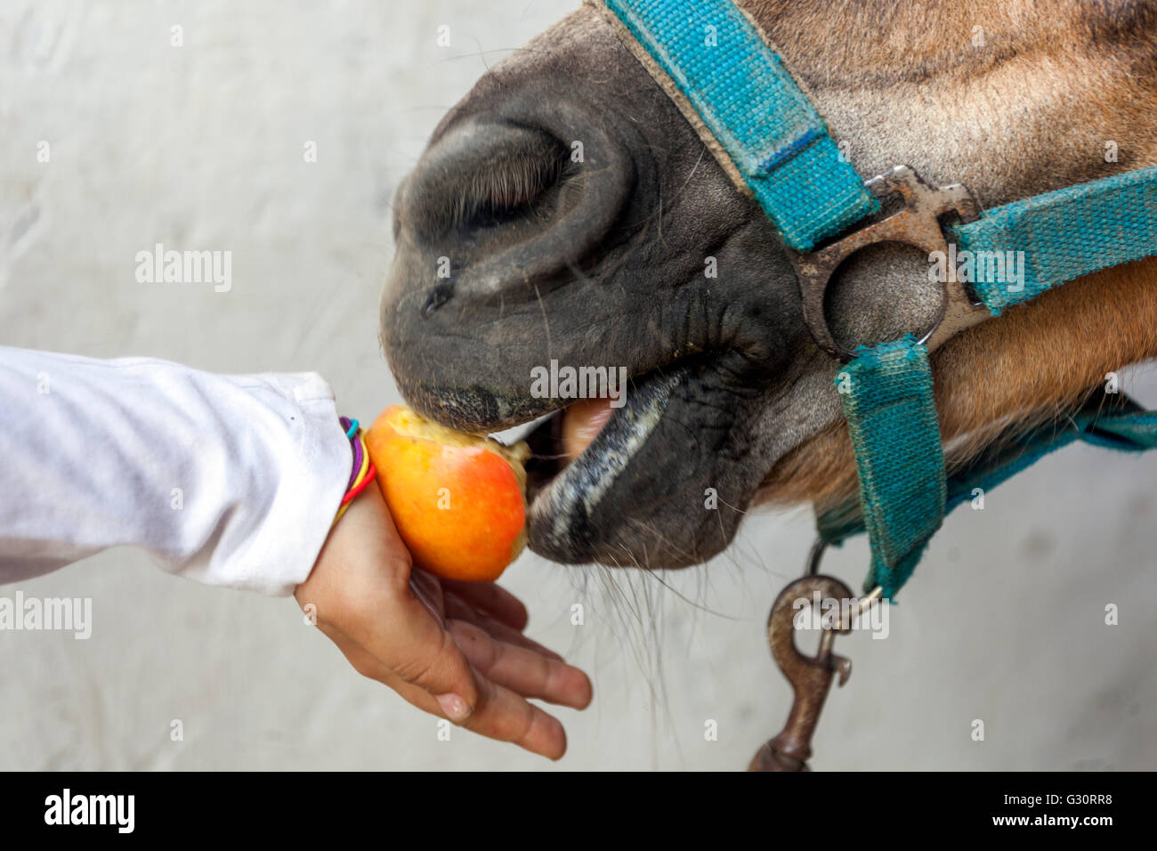 Enfant nourrissant un cheval une pomme, bride Banque D'Images
