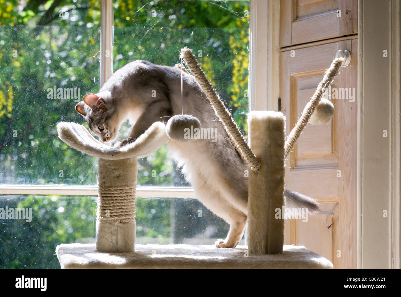 Pedigree Somali longhair race de chat - chaton femelle 6 mois montrant longtemps corps souple Banque D'Images