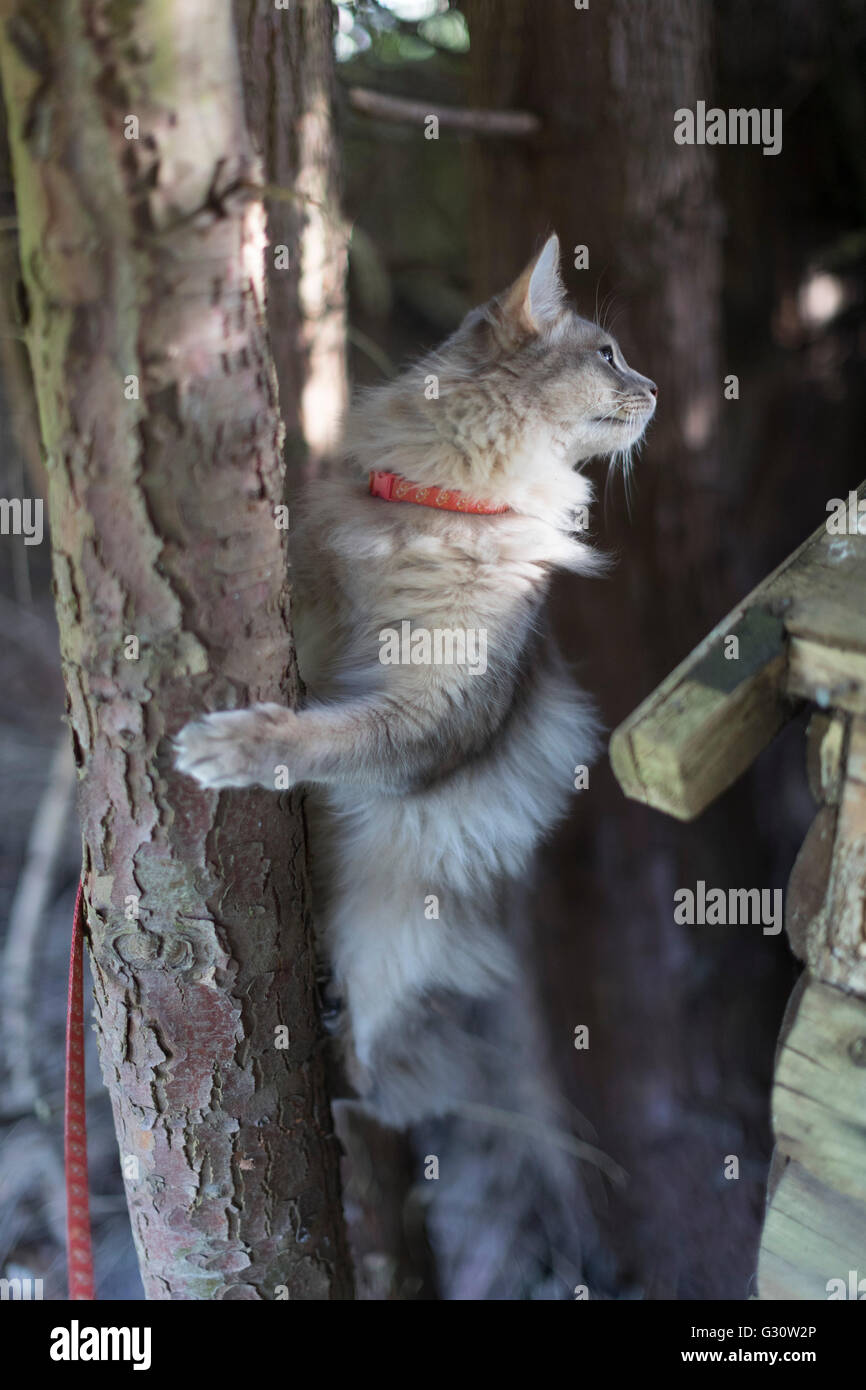 Pedigree Somali longhair race de chat - chaton mâle d'un an sur le plomb, escalade arbre de jardin Banque D'Images