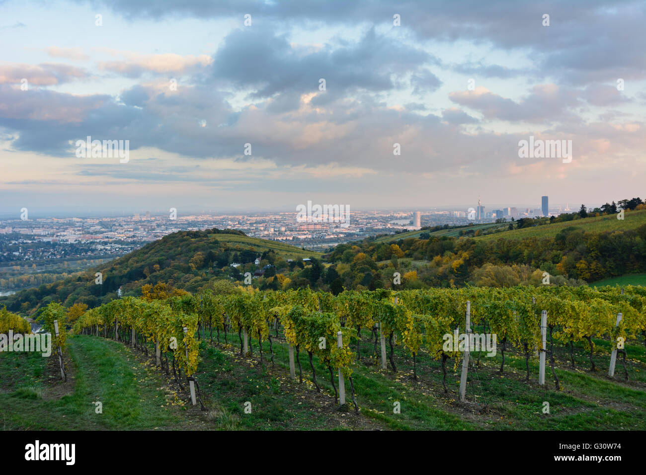 Vignes sur le Nussberg , donnant sur les collines et Burgstall Donaucity, Autriche, Wien, 19., Wien, Vienne Banque D'Images