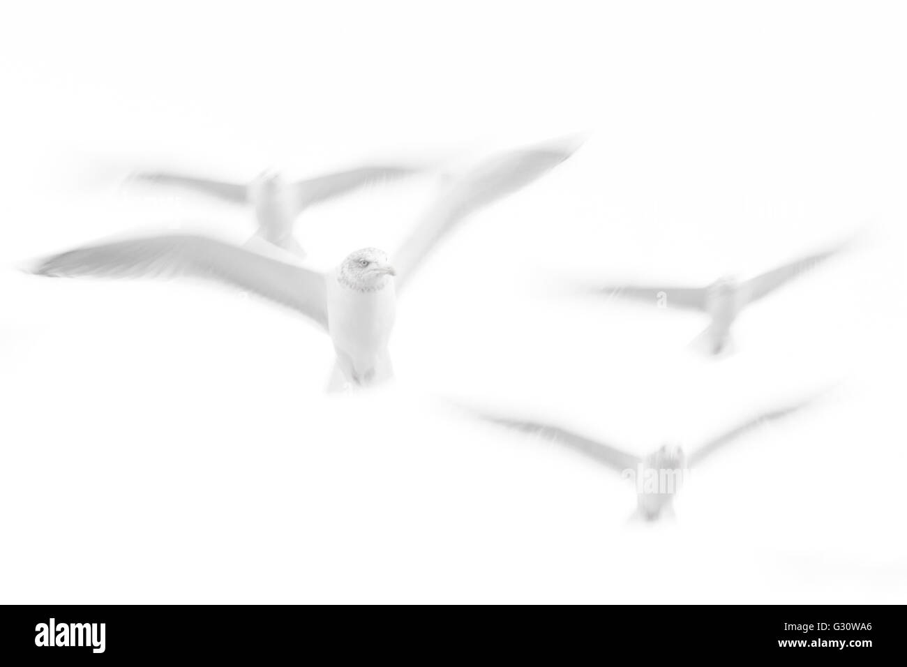 Goéland argenté (Larus argentatus) voler contre ciel en image abstraite avec le flou, la Norvège. Banque D'Images