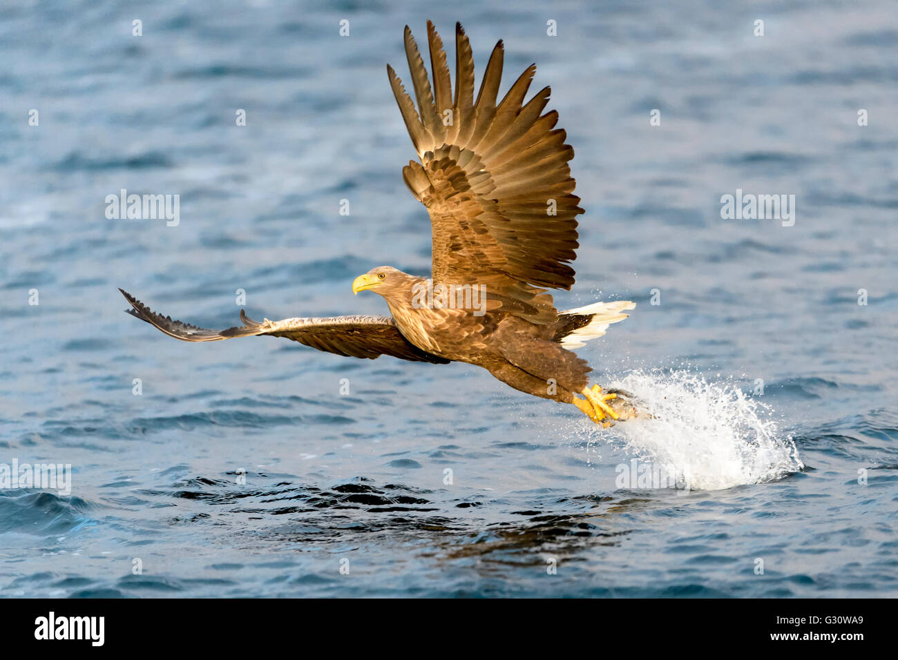 Pygargue à queue blanche (Haliaeetus albicilla) la capture du poisson, la Norvège Banque D'Images