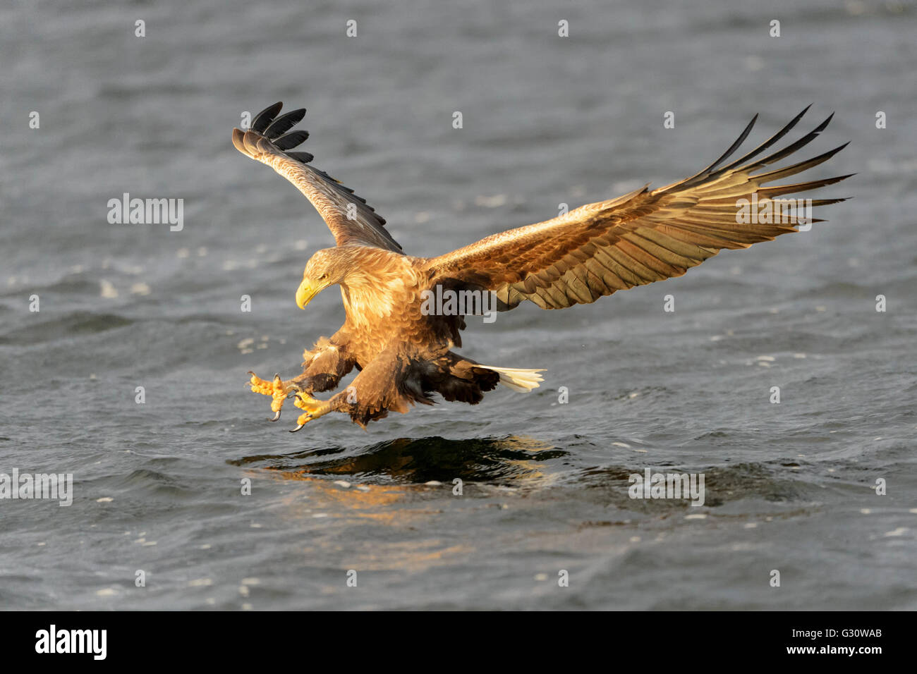 Pygargue à queue blanche (Haliaeetus albicilla) la capture du poisson, la Norvège Banque D'Images