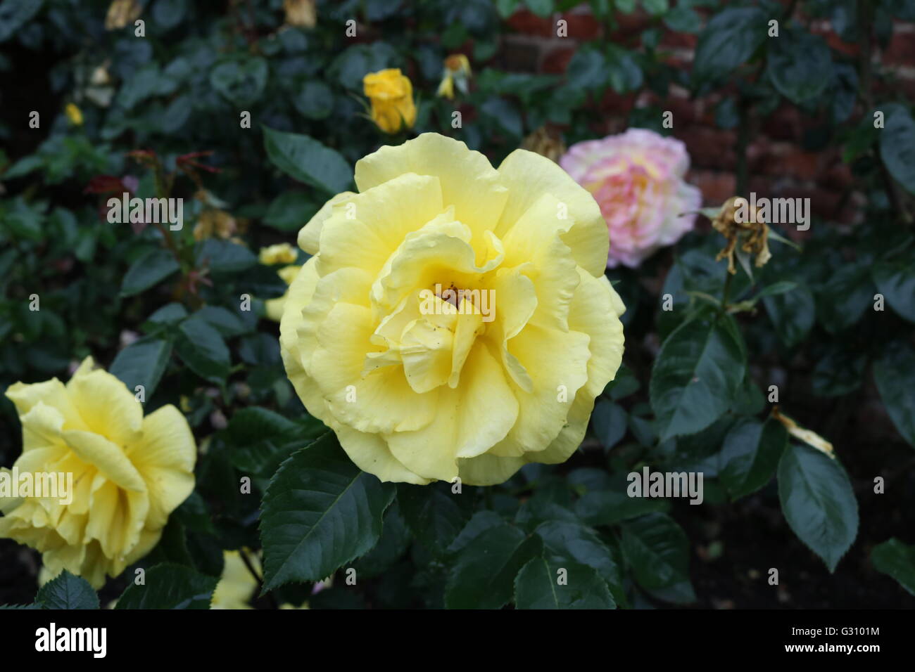 Rose jaune incroyable Banque D'Images