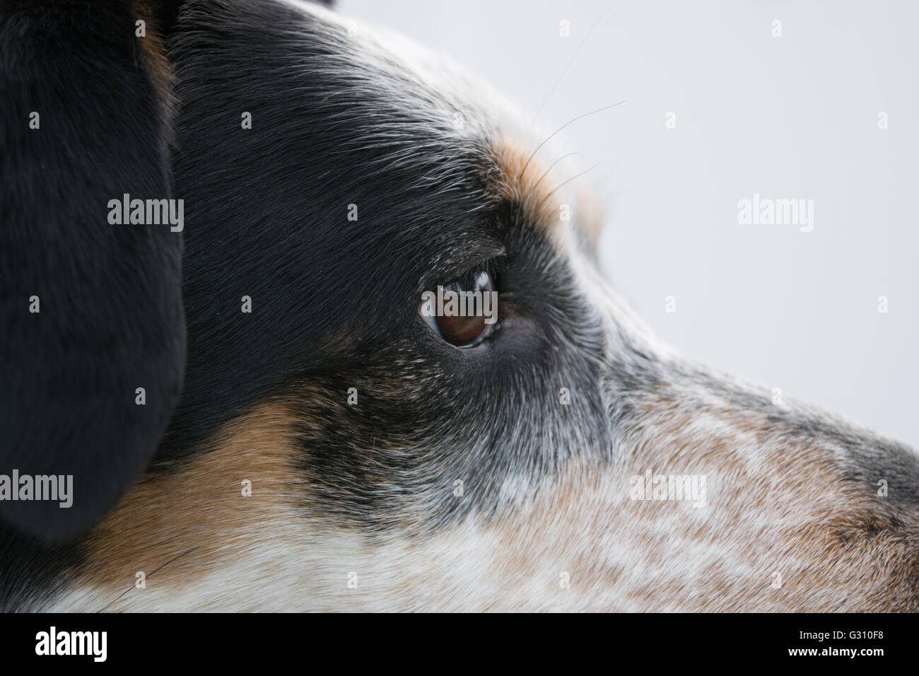 Chien l'accent sur les enfants dans le parc. Banque D'Images
