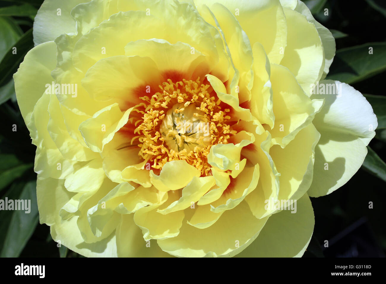 Un Itoch fleur de pivoine. Banque D'Images