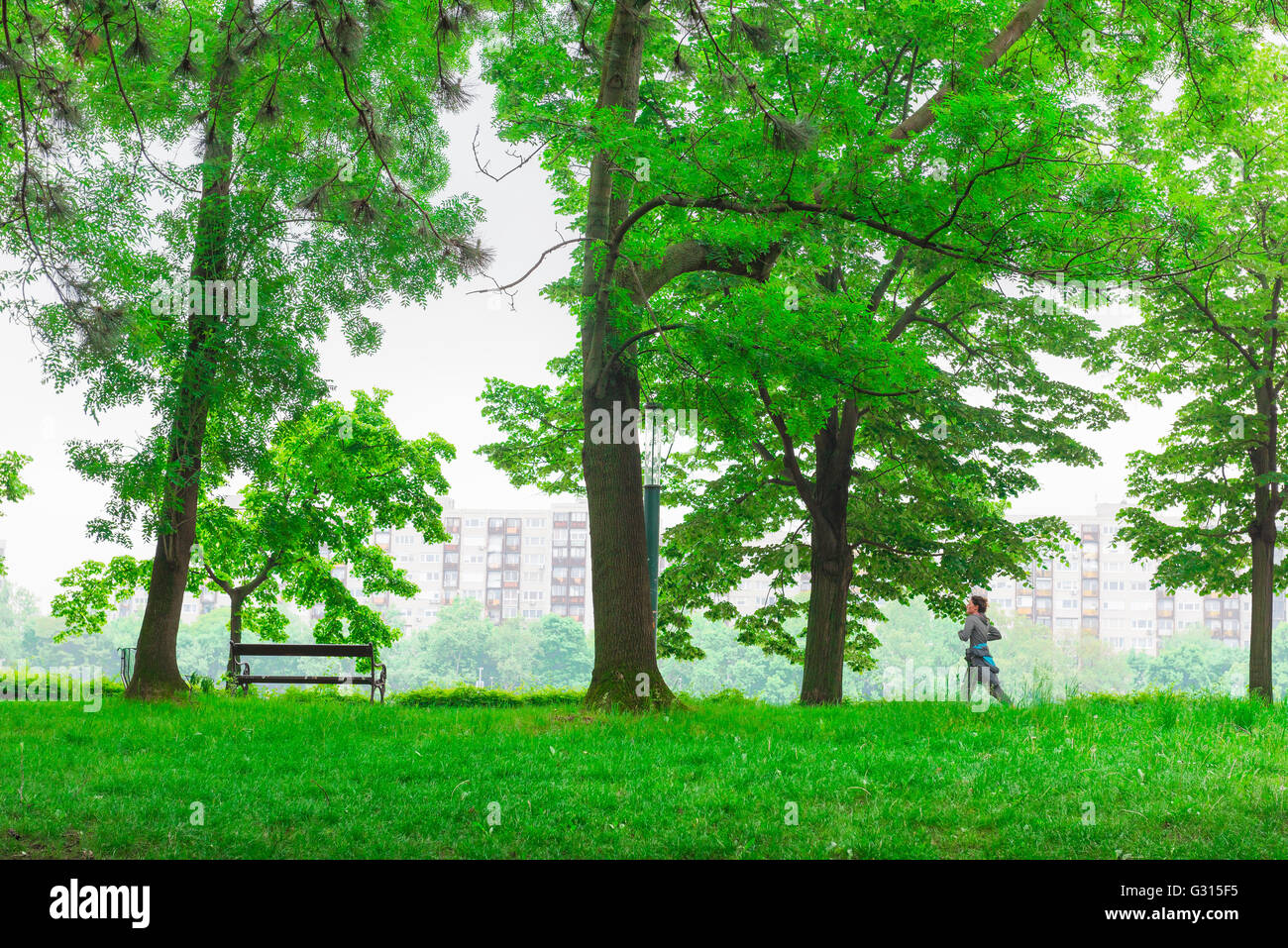 Île Margit-sziget Budapest, vue d'un coureur s'exerçant le long de la piste de jogging qui entoure l'île Margit-sziget à Budapest, Hongrie. Banque D'Images