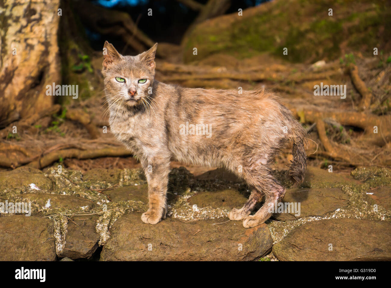 Chat sauvage humide Banque D'Images