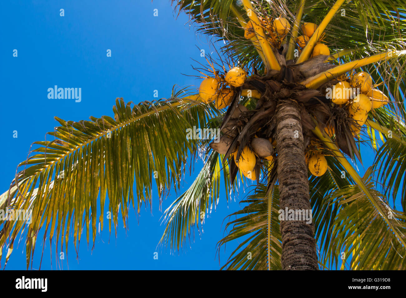 Cocotier jaune Banque de photographies et d’images à haute résolution Alamy