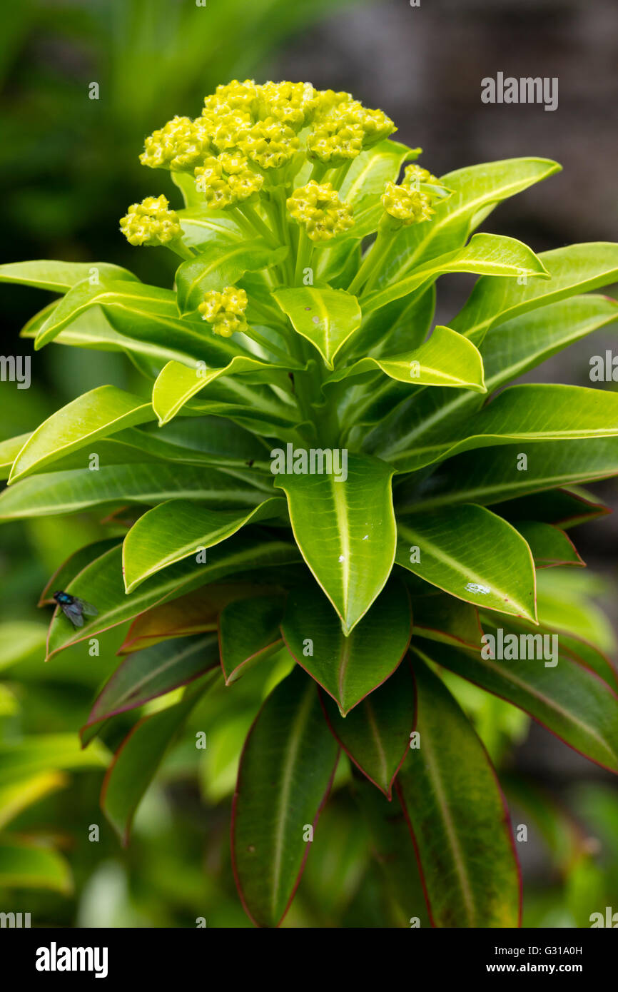 Au début de l'été jaune pâle des fleurs et feuillage persistant de l'hybride miel bush, Euphorbia x pasteurii Banque D'Images