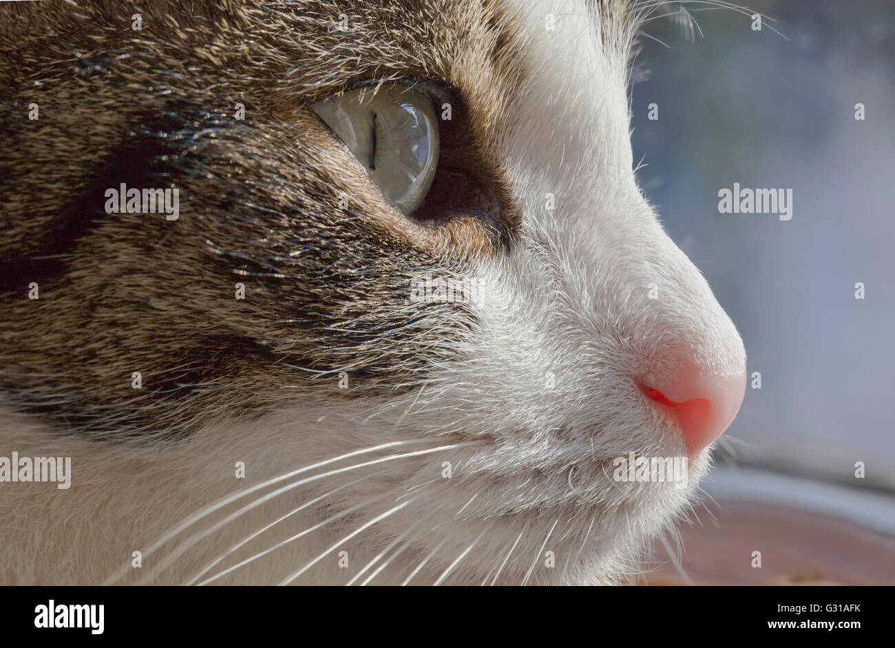 Concentré concentré chat domestique qui se cache Banque D'Images