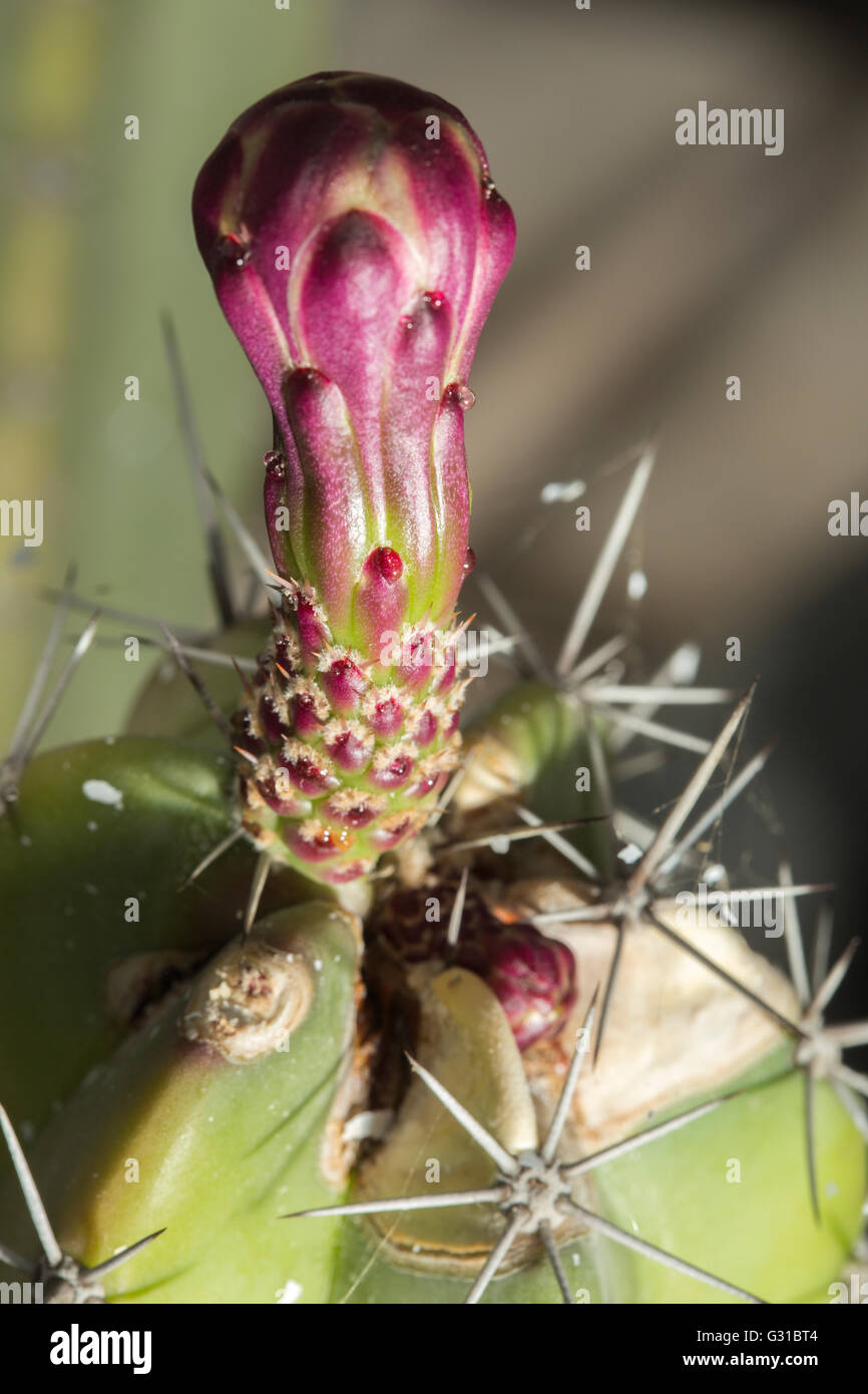 Vue Macro de la fleur d'un Stenocereus pruinosus plante succulente, une espèce de cactus colonnaire-comme Banque D'Images