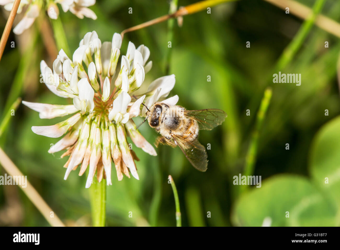 L'abeille européenne, Apis mellifera, la collecte du pollen d'une fleur de trèfle Banque D'Images