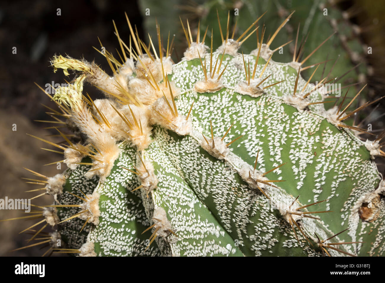 Libre de Parodia magnifica, Eriocactus magnificus, une plante succulente originaire du sud Brésil Banque D'Images