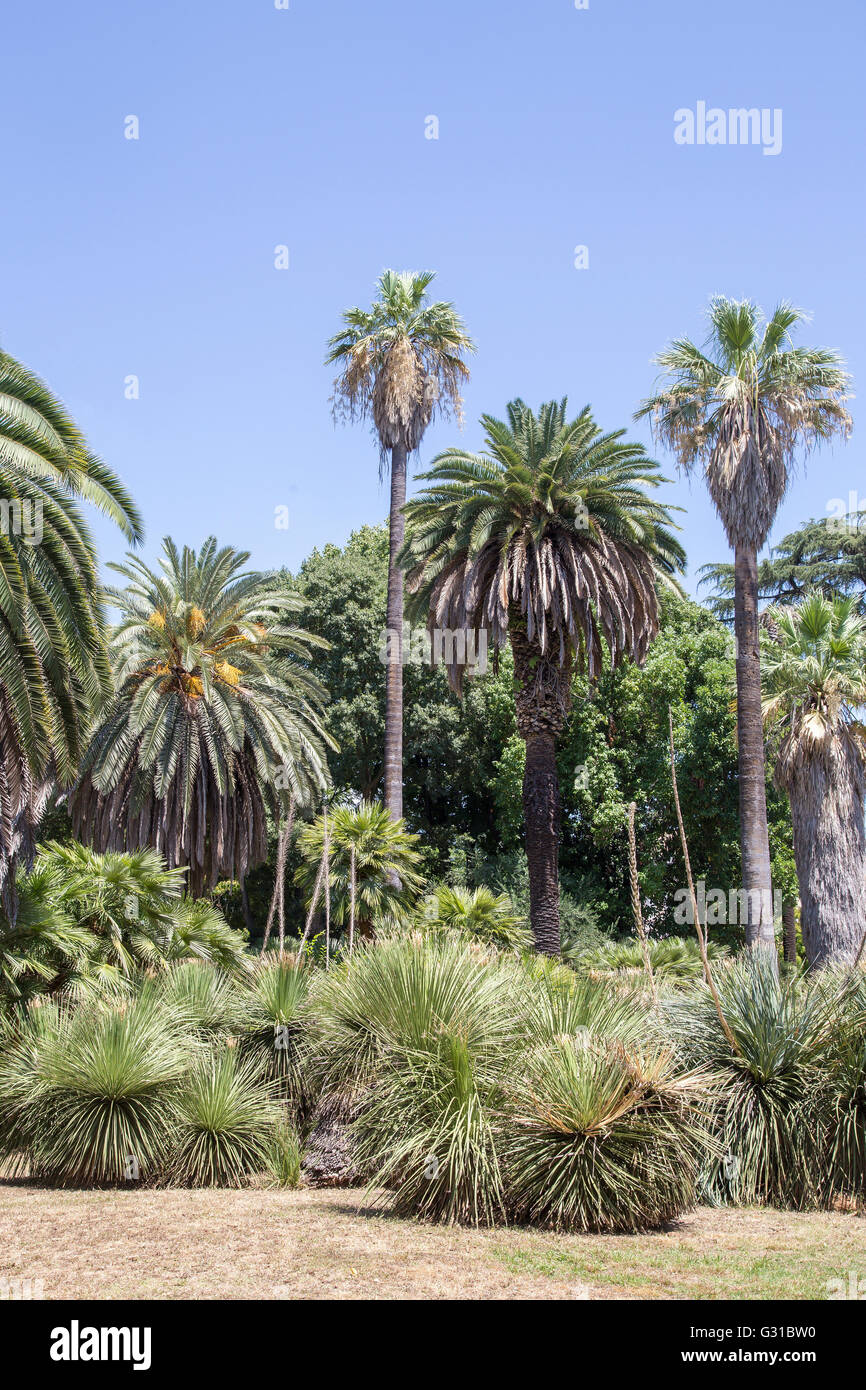Jardin tropical avec de nombreux palmiers Banque D'Images