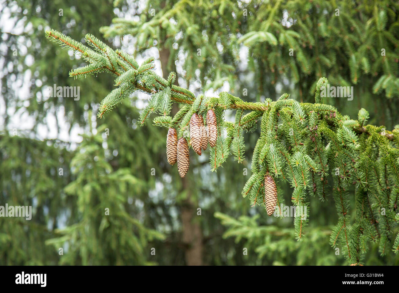 La direction générale de sapin avec des pommes de pin Banque D'Images