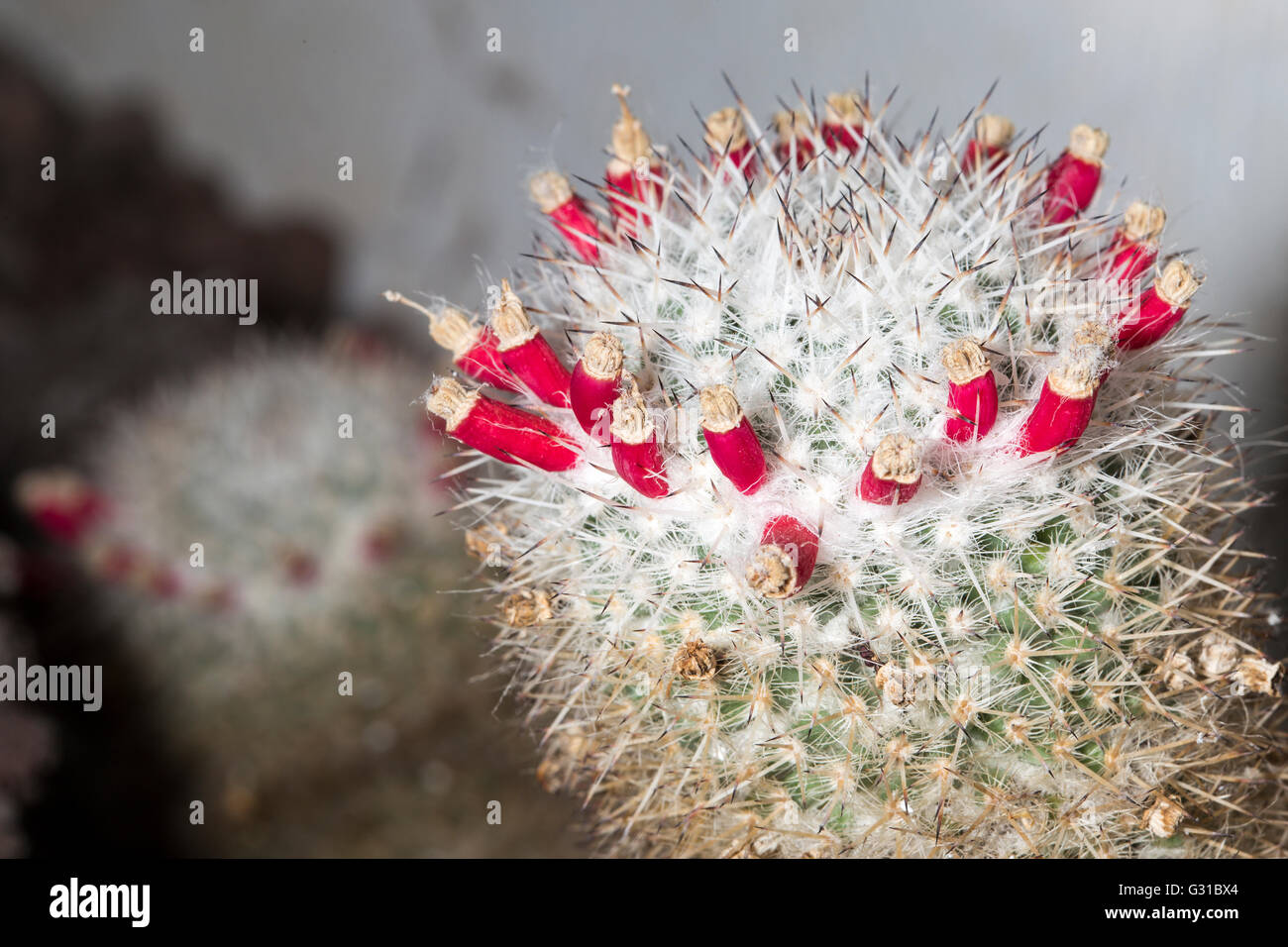 De minuscules fleurs rouges qui poussent sur le haut d'un cactus épineux Banque D'Images