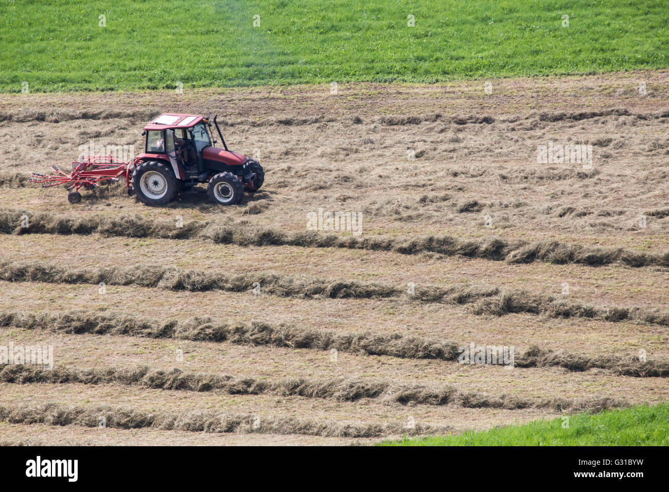 Une batteuse à l'opération sur un champ. Batteuse sont utilisés pour la séparation de grains des tiges et cosses Banque D'Images
