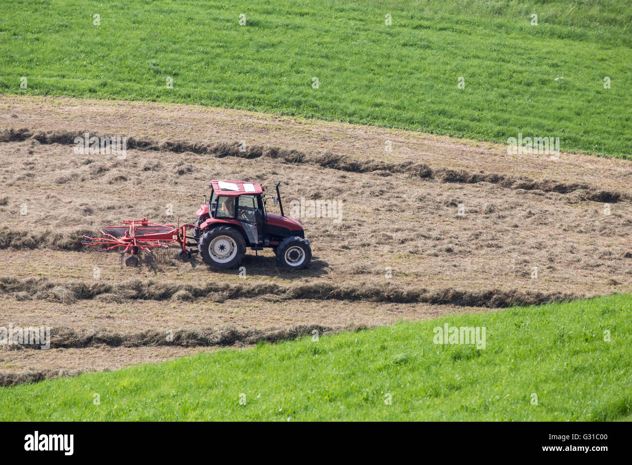 Un traitement de la batteuse sur un champ. Ces machines sont utilisées dans l'agriculture pour la séparation de grains des tiges et cosses Banque D'Images