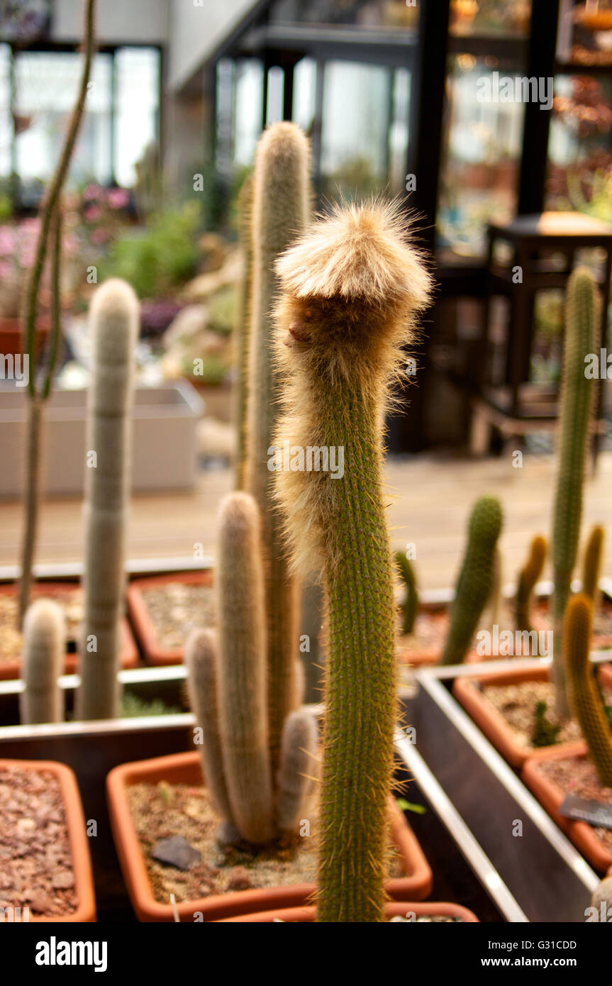 Tall cactus avec cheveux ressemblant à snake Banque D'Images