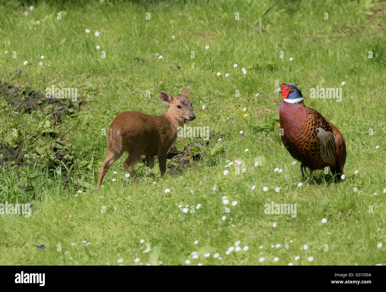 Muntjac bébé looking at Male faisan dans woodland Glade Banque D'Images