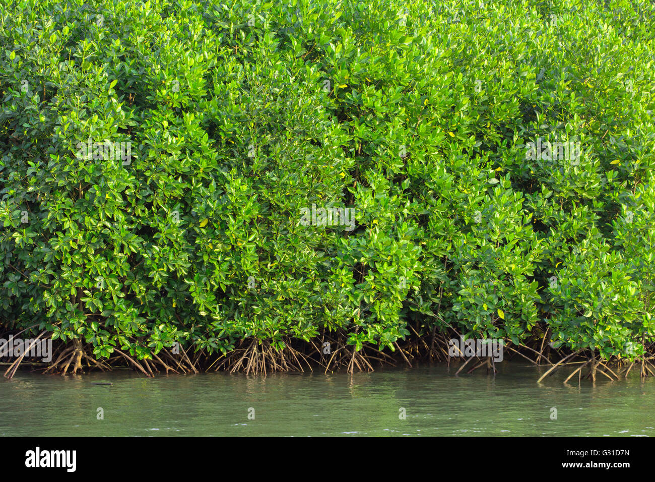 Les mangroves le long de la mer Banque D'Images