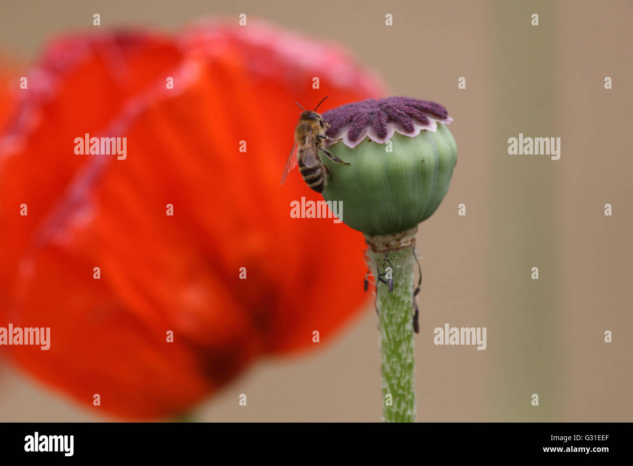 Briescht, l'Allemagne, l'Honeybee reposant sur un mohnbluete flétri Banque D'Images
