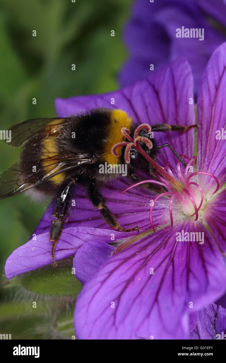 Briescht, Allemagne, bumblebee collecte de nectar de fleur violet Banque D'Images