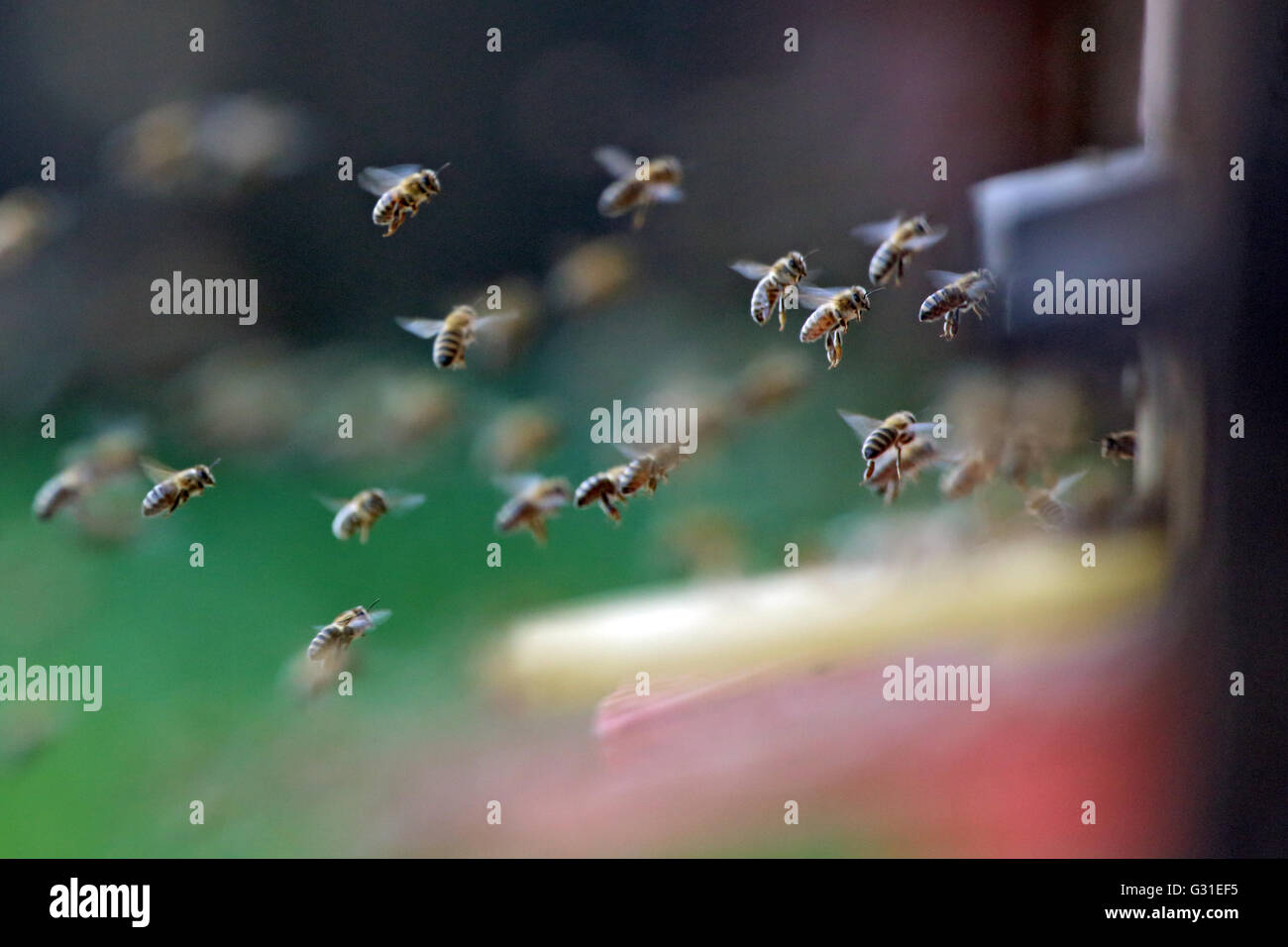 Briescht, l'Allemagne, l'approche d'une ruche d'abeilles Banque D'Images