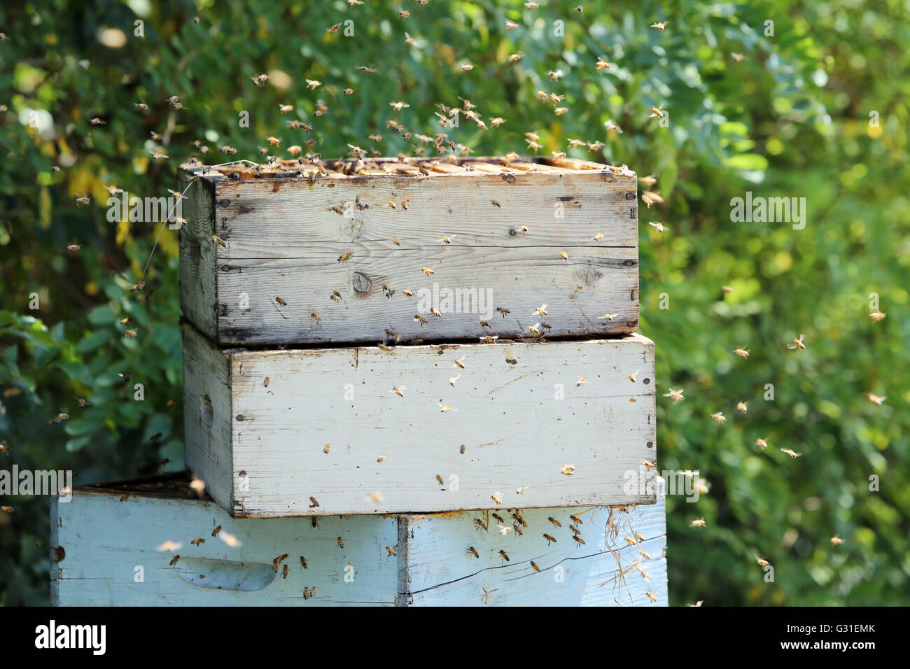 Castel Giorgio, Italie, les abeilles bourdonner autour d'un bar ouvert autour de prey Banque D'Images