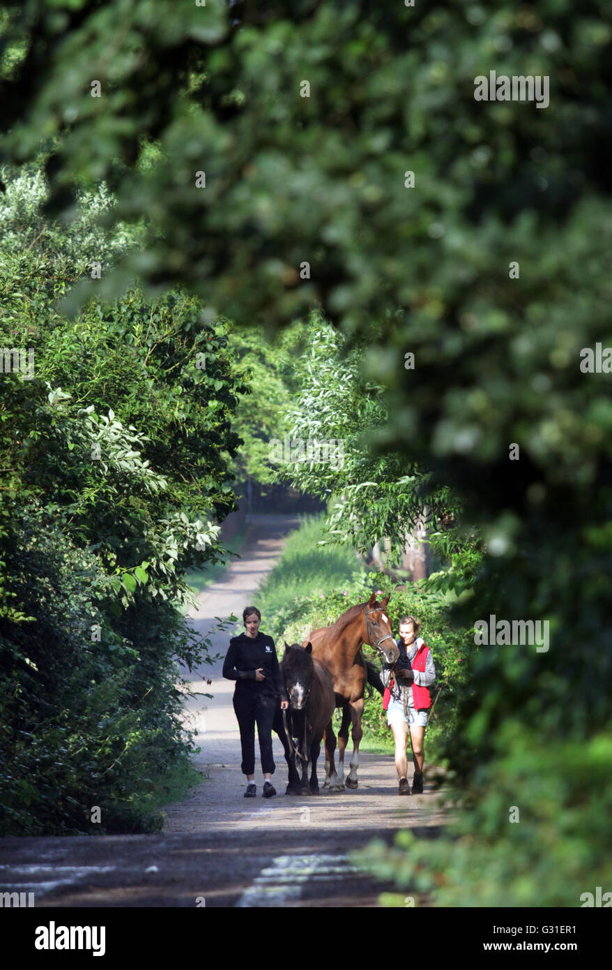Schwerin, Allemagne, les jeunes femmes à pied avec leurs chevaux Banque D'Images