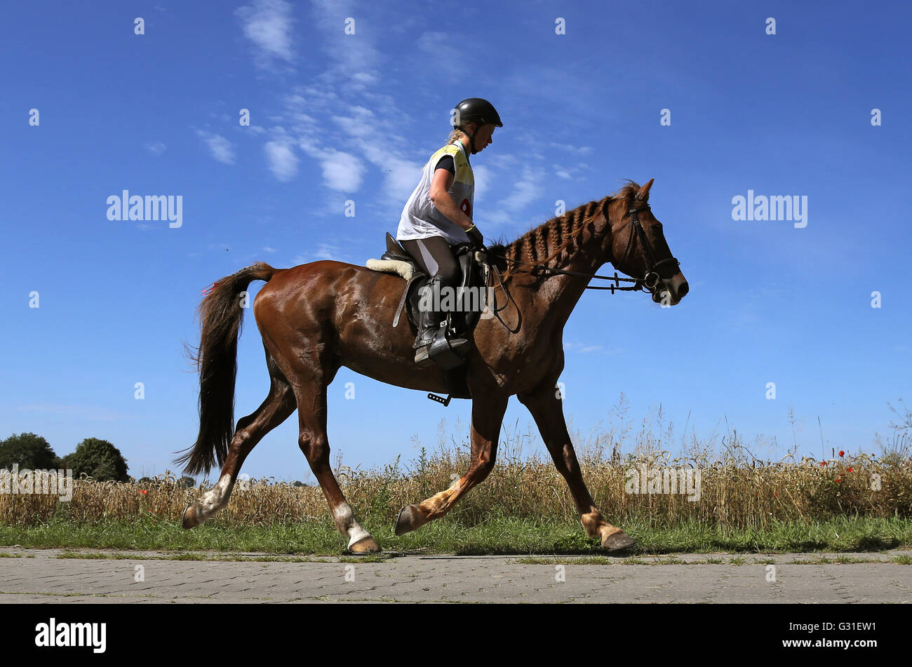 Neustadt (Allemagne), Dosse, cavalier et son cheval sur un parcours d'endurance Banque D'Images