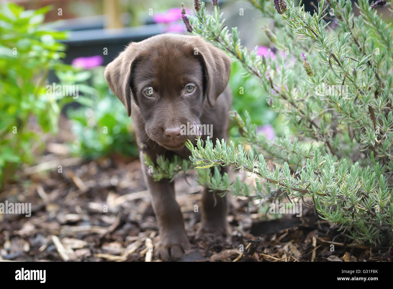 Mignon chiot labrador chocolat à explorer et à mâcher dans les plantes jardin,adorable Banque D'Images