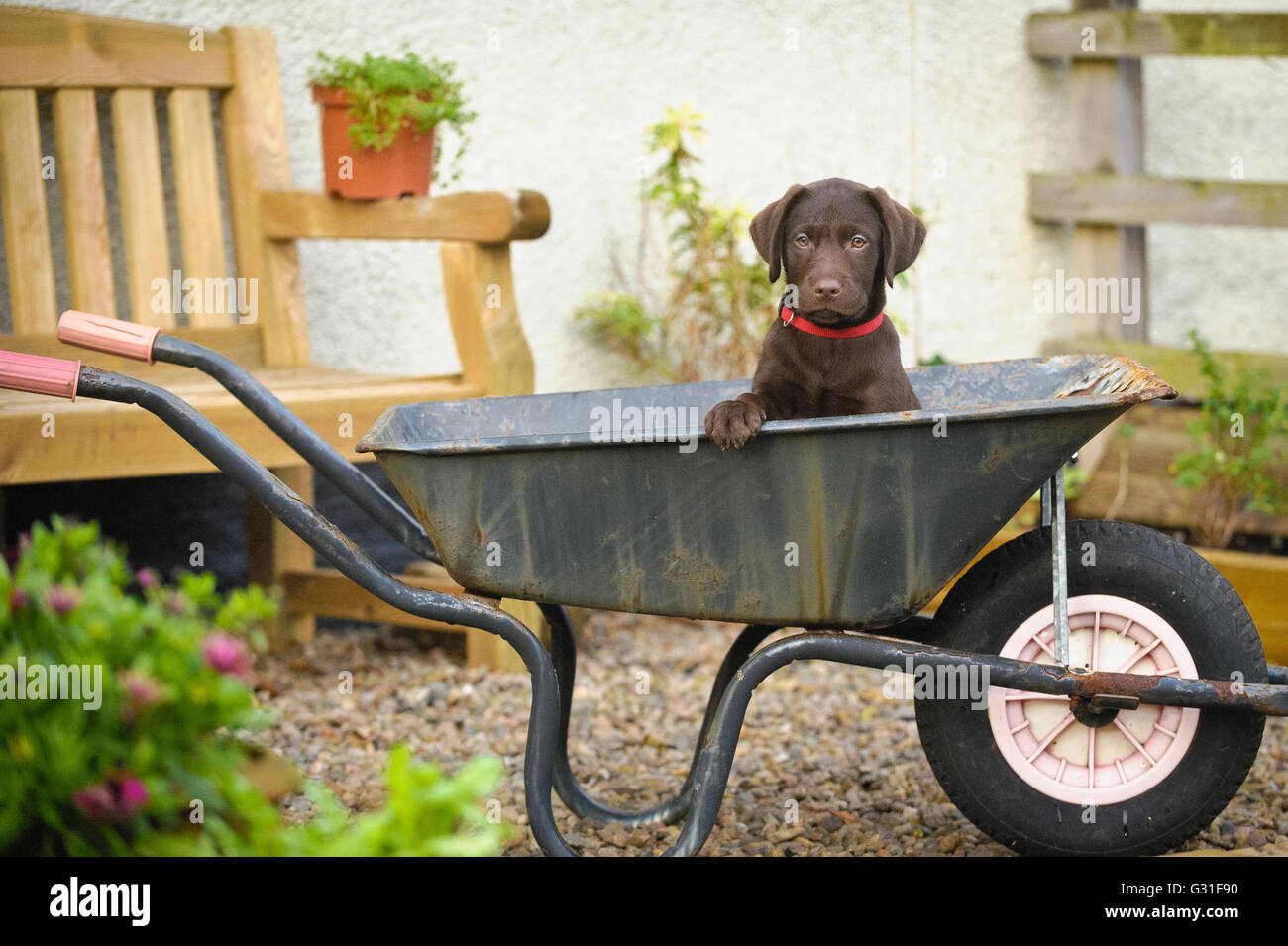 10 semaines chiot labrador chocolat assis dans une vieille brouette dans un pays jardin Banque D'Images