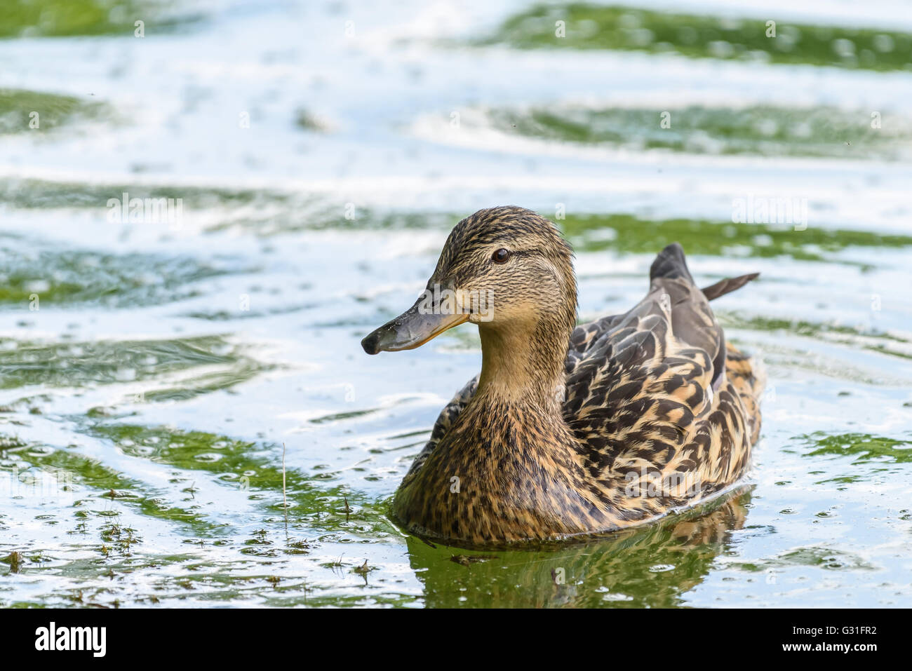 Wild Duck femelle sur l'eau de natation Banque D'Images