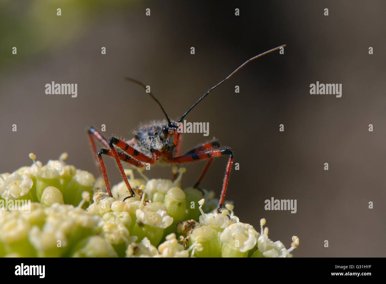 Bug assassin rouge (Rhinocoris cuspidatus) insectes chasse sur flowerhead, Algarve, Portugal. Banque D'Images